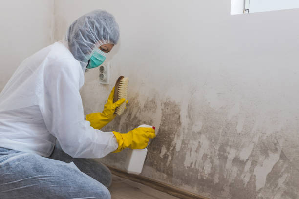 Best HVAC Mold Inspection and Cleaning  in Laguna Vista, TX